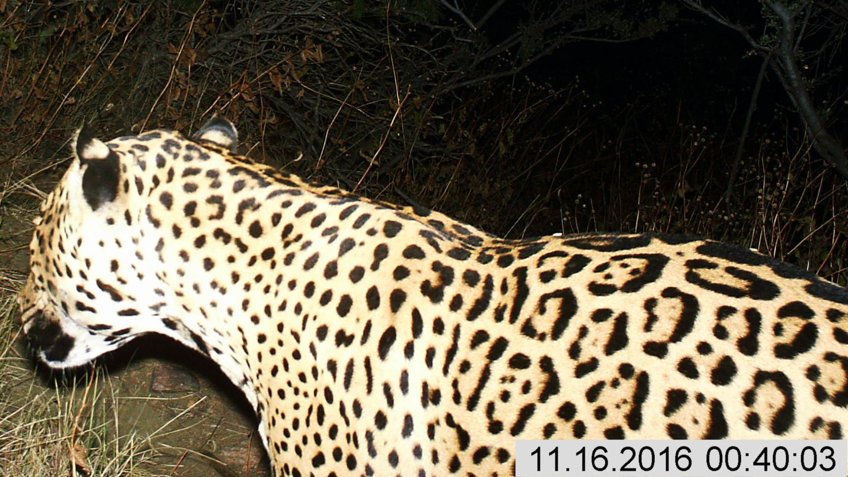 Another jaguar discovery in Southern Arizona adds to border-wall debate